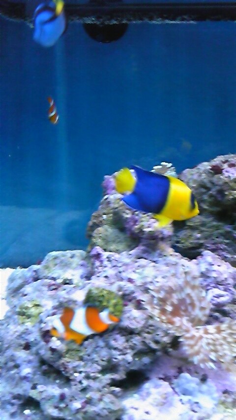 楽天市場 海水魚 カクレクマノミ 国産ブリード 5匹 熱帯魚 北海道航空便要保温 Charm 楽天市場店 みんなのレビュー 口コミ 楽天市場 海水魚 カクレクマノミ 国産ブリード 5匹 熱帯魚 北海道航空便要保温 Charm 楽天市場店 みんなのレビュー 口コミ