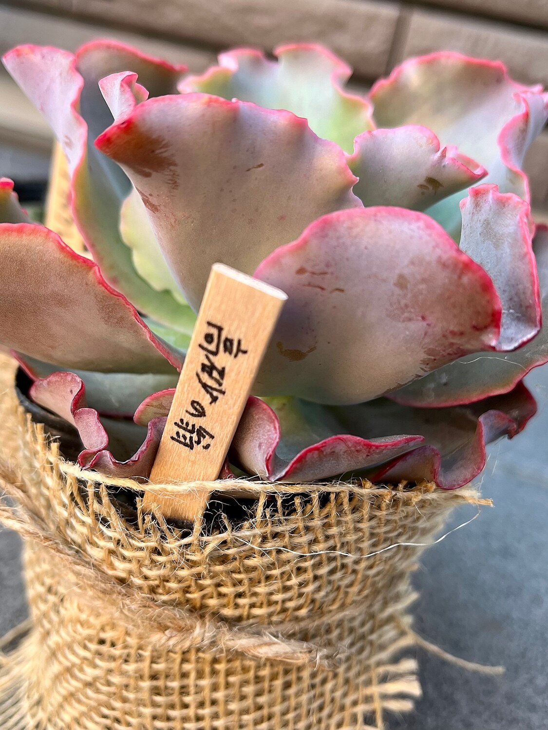 お得，正規品 エケベリア18個 0813-K015 タカサゴノオキナ(高砂の翁) 多肉