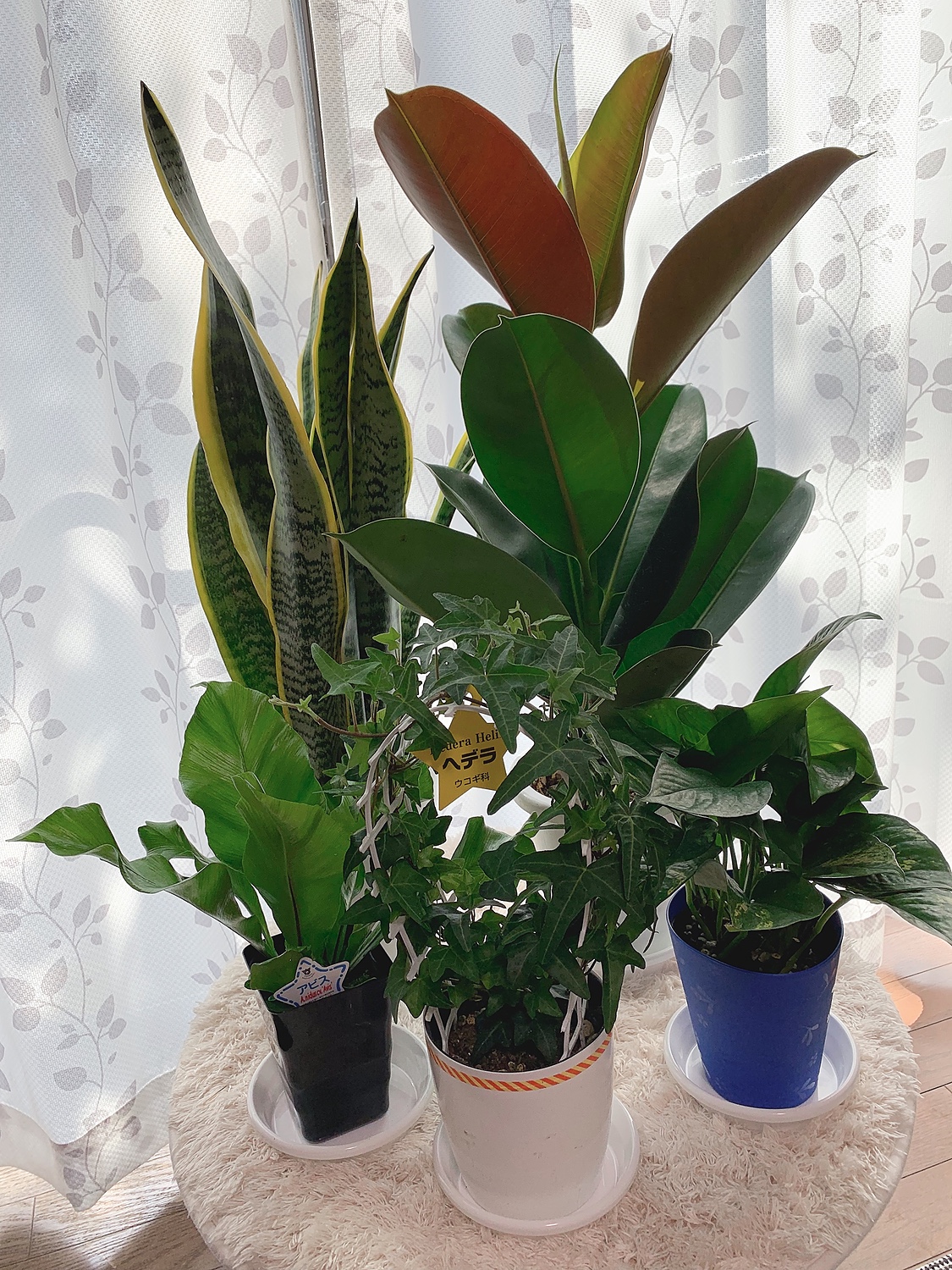 楽天市場 再販決定 5号鉢も入ってこの価格 送料無料 観葉植物 観葉植物おまかせ5鉢セット 九州 北海道 沖縄へのお届けは別途送料が掛かります ペットエコ ザガーデン楽天市場店 未購入を含む みんなのレビュー 口コミ