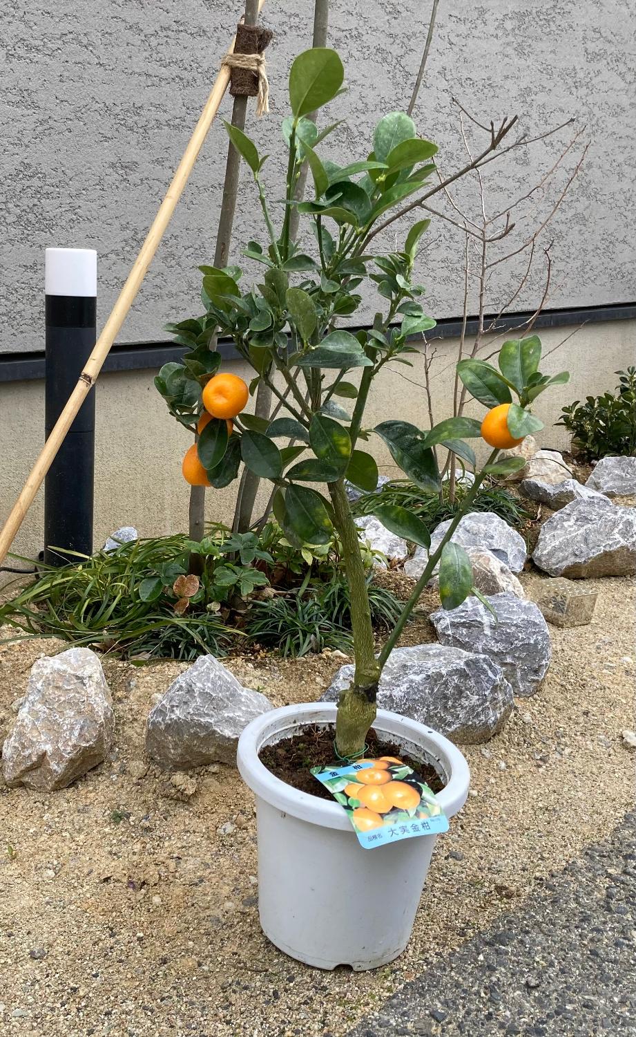 楽天市場】《 実付き 》 大実キンカン （ 福寿金柑 ） 接ぎ木苗 6号