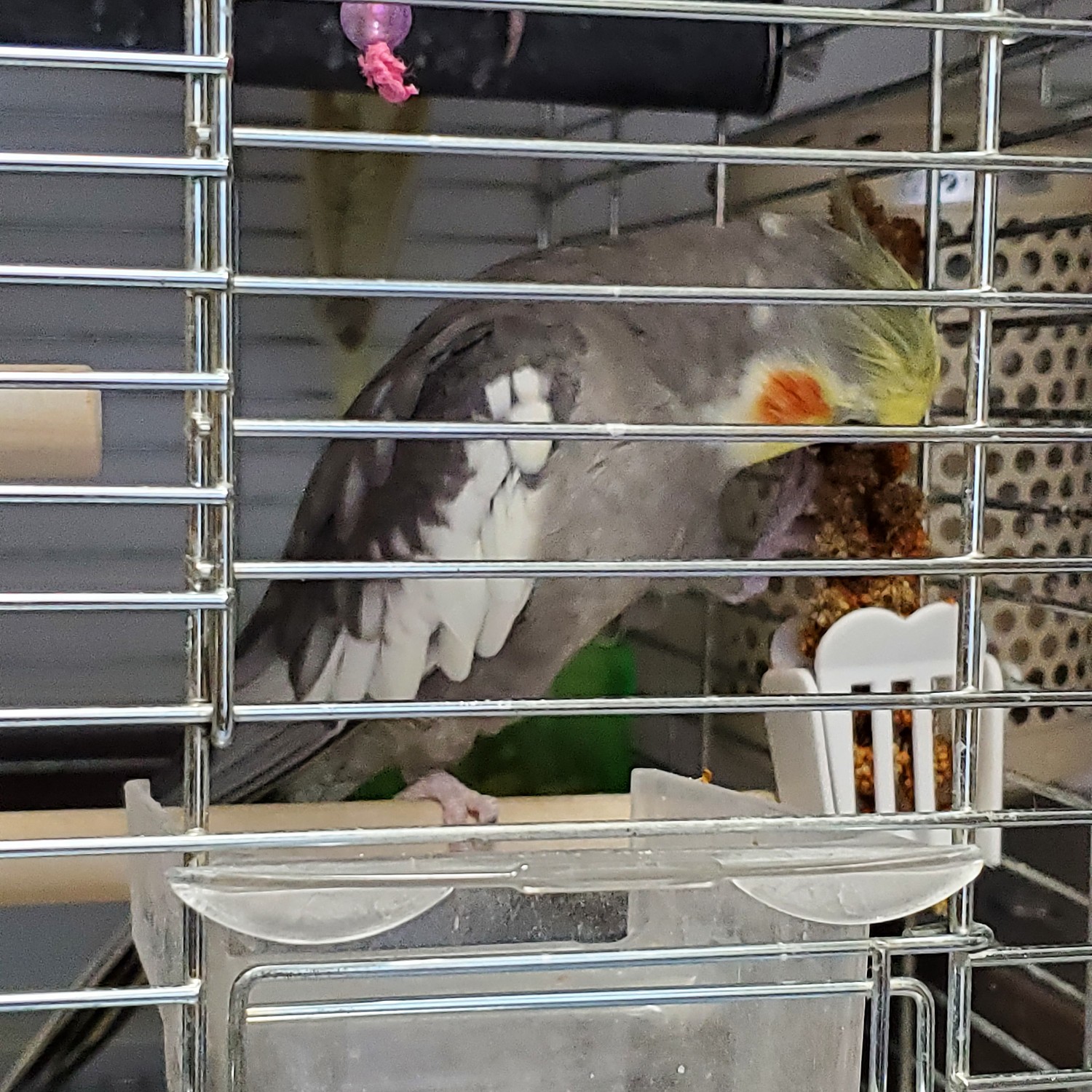 赤粟穂 100g 量り売り 赤粟 アワ ごはん 粟穂 赤 粟 穂 鳥 とり トリ インコ オウム おやつ お徳用 お特 大容量 お値打ち 安い(BCY) みんなのレビュー·口コミ 赤粟穂 100g 量り売り 赤粟 アワ ごはん 粟穂 赤 粟 穂 鳥 とり トリ インコ オウム おやつ お徳用 お特 大容量 お値打ち 安い