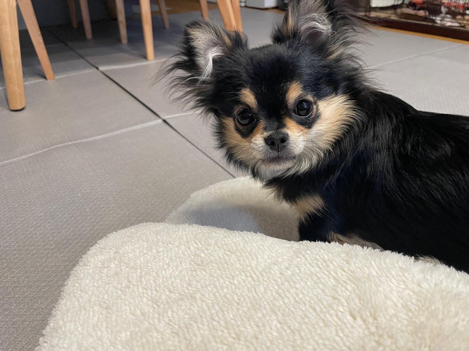 購入者レビュー写真