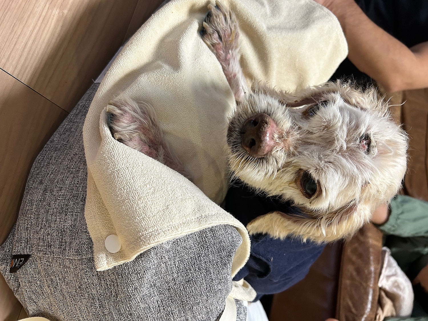 犬介護ベッド ねどっこ 老犬介護 レビュー画像7