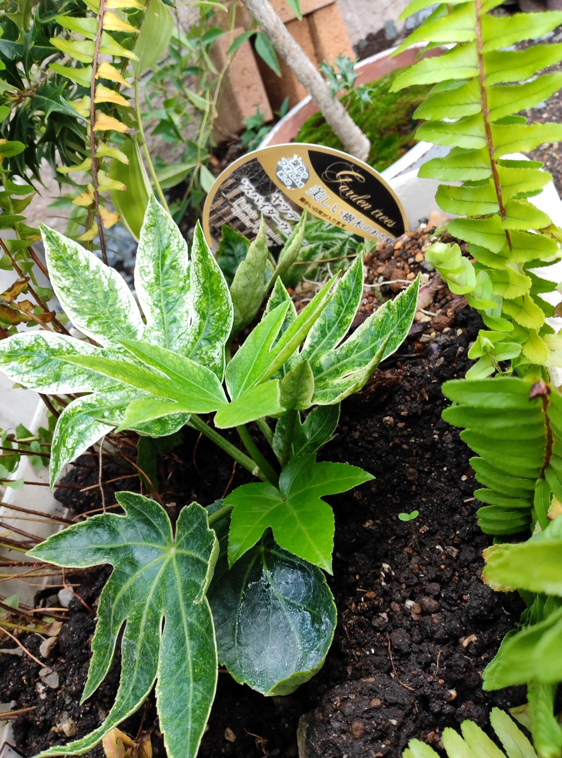 楽天市場】ヤツデ 'スパイダー ウェブ'(おぎはら植物園