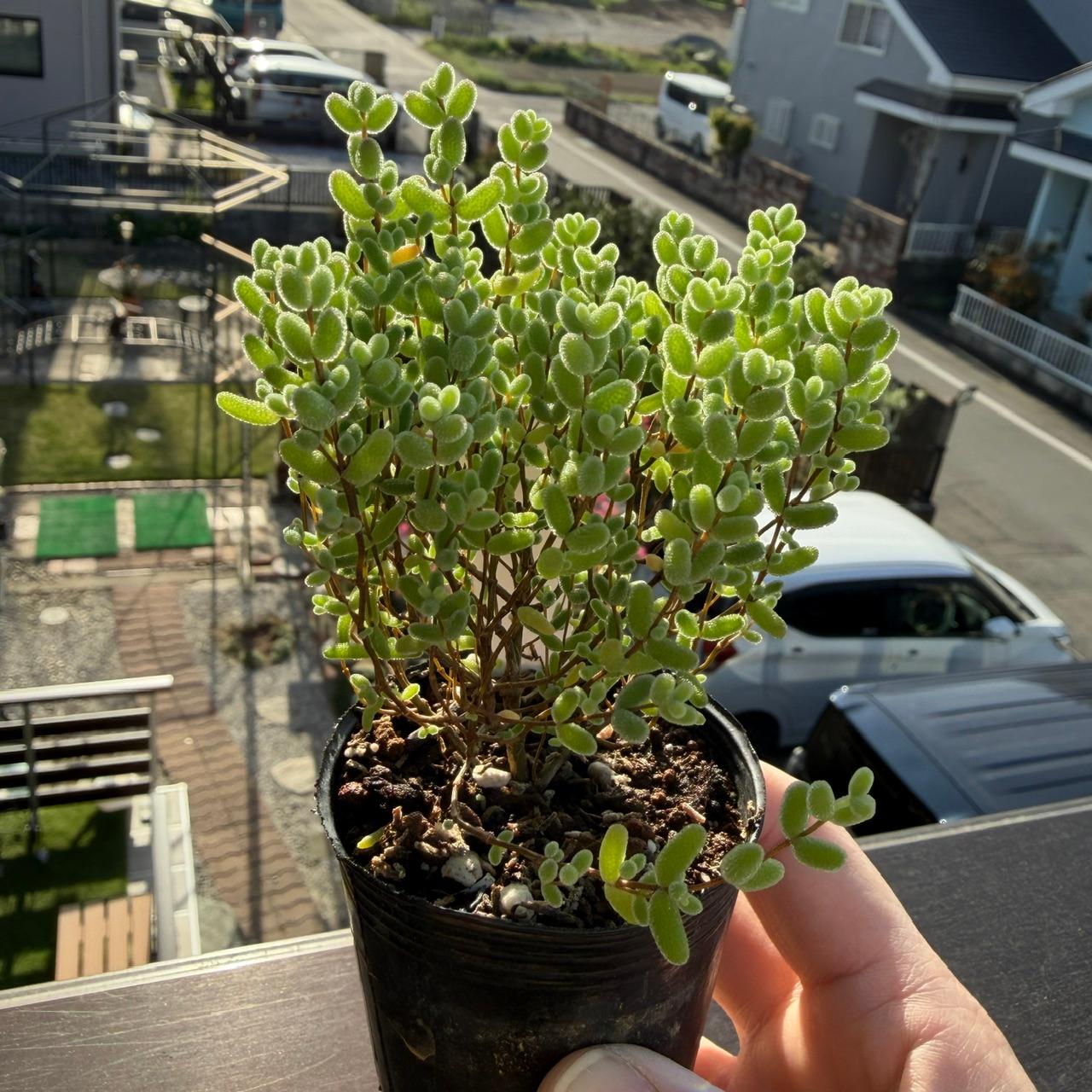 楽天市場】多肉植物 hmドロサンテマム グロボーサム 蜜橘 ミカン