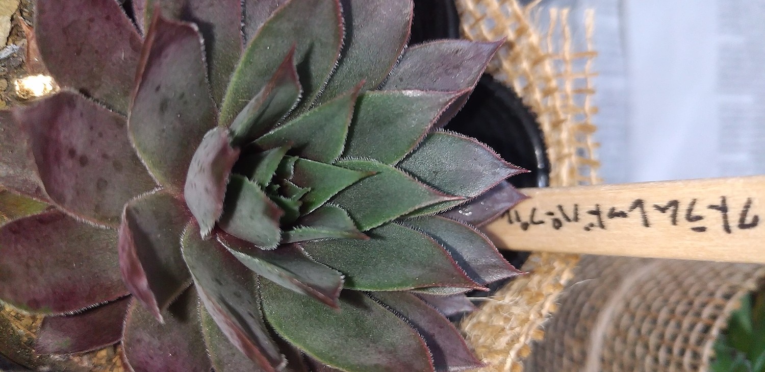 楽天市場】テクトラムレッド パープル センペルビウム属 多肉植物 9cm