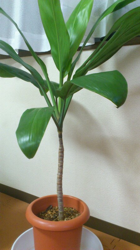 楽天市場】鉢植え◎ハワイアン◎≪ティーリーフ・7号≫≪Ti Leaf