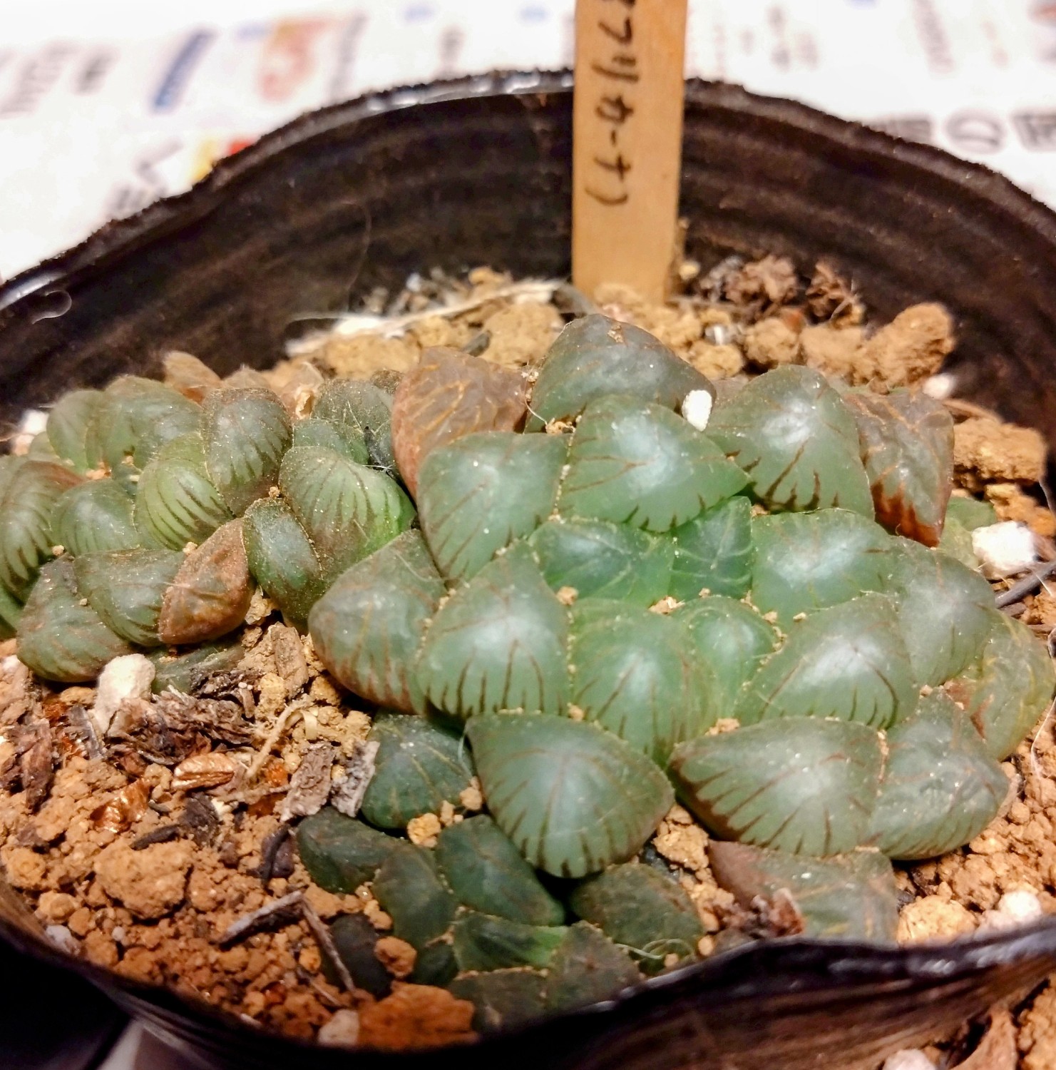 楽天市場】オブツーサ（アフリカーナ）【ジュエルプランツ】ハオルチア属 多肉植物 9cmポット(1~3頭)観葉植物 雑貨 おすすめ インテリア 暮らし  ハオルシア haworthia サボテン 植物(多肉植物専門店 ビスタ) | みんなのレビュー·口コミ