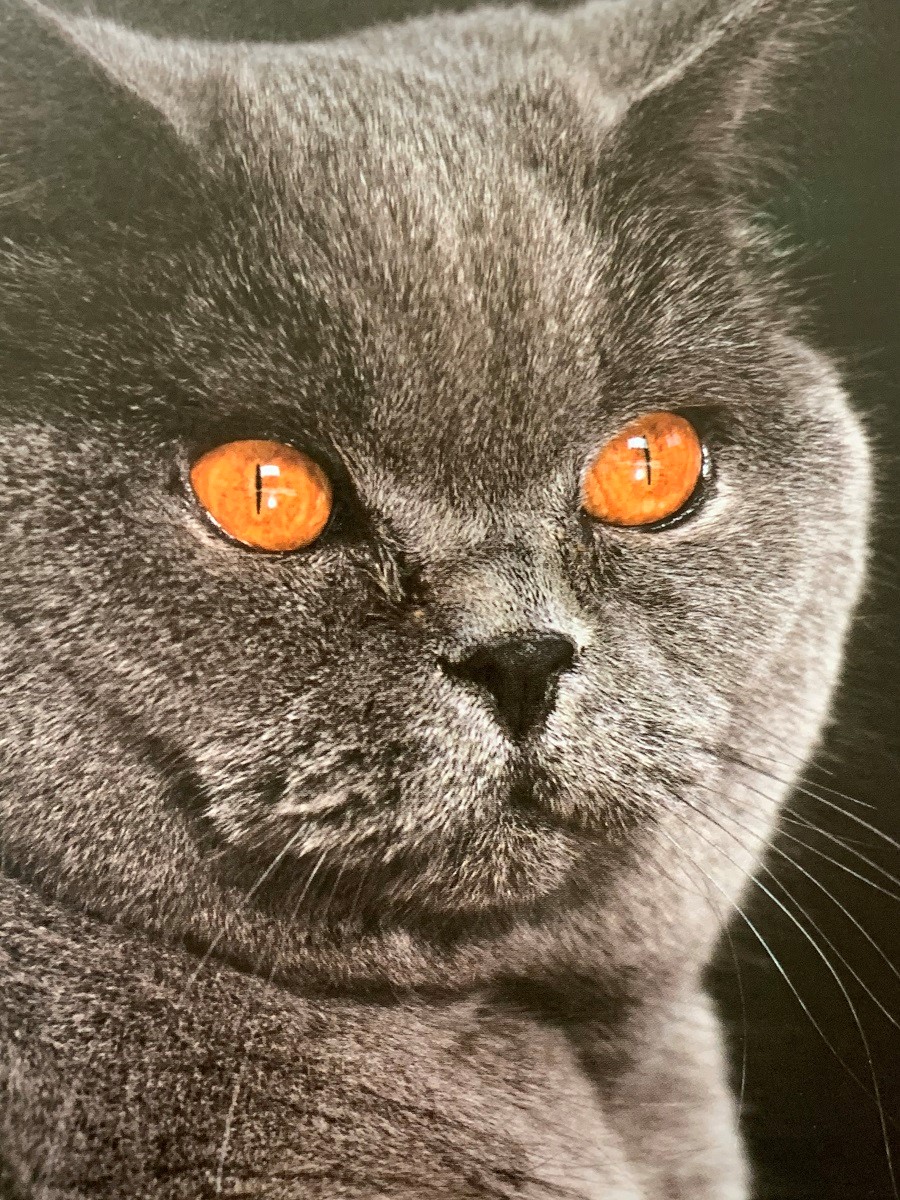 楽天市場 世界で一番美しい猫の図鑑 タムシン ピッケラル 楽天ブックス みんなのレビュー 口コミ