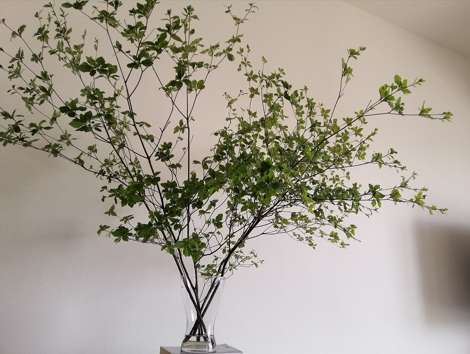 楽天市場 お届日に合わせて仕入れて新鮮なお花を発送 生花 ドウダンツツジ 枝物 1m程度 5本 お届日 7 30まで 花材通販はなどんやアソシエ 2ページ目 みんなのレビュー 口コミ