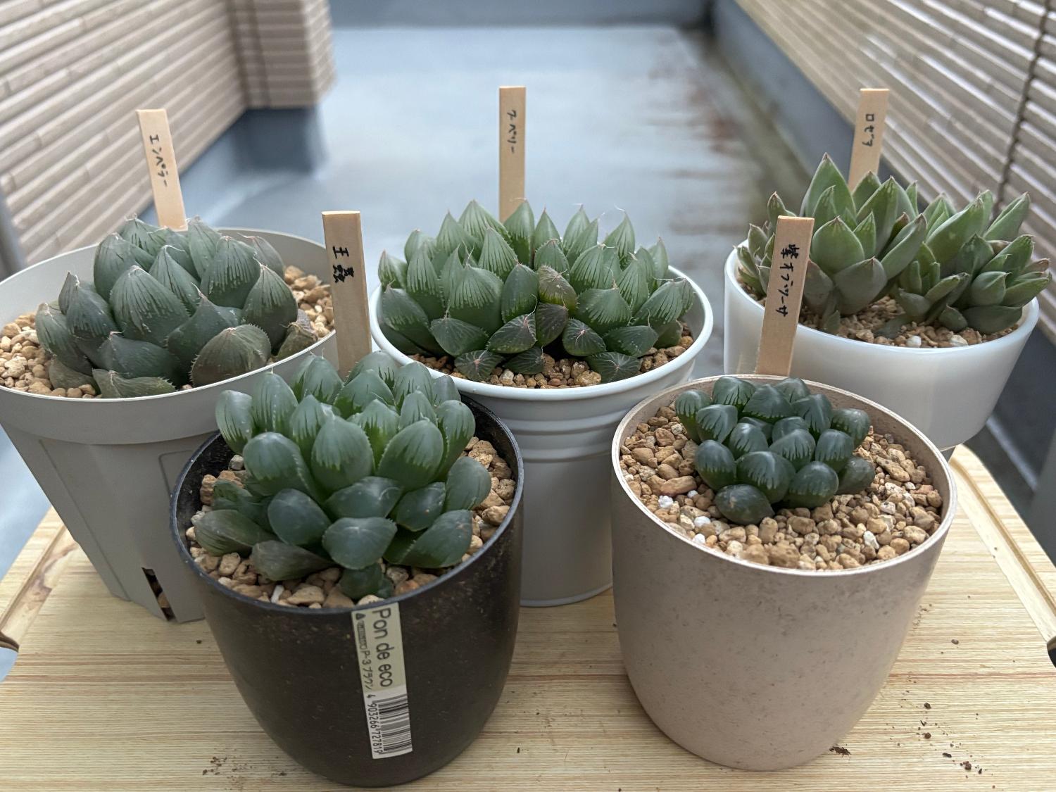 楽天市場】王蟲（オーム） ハオルチア属 【ジュエルプランツ】多肉植物