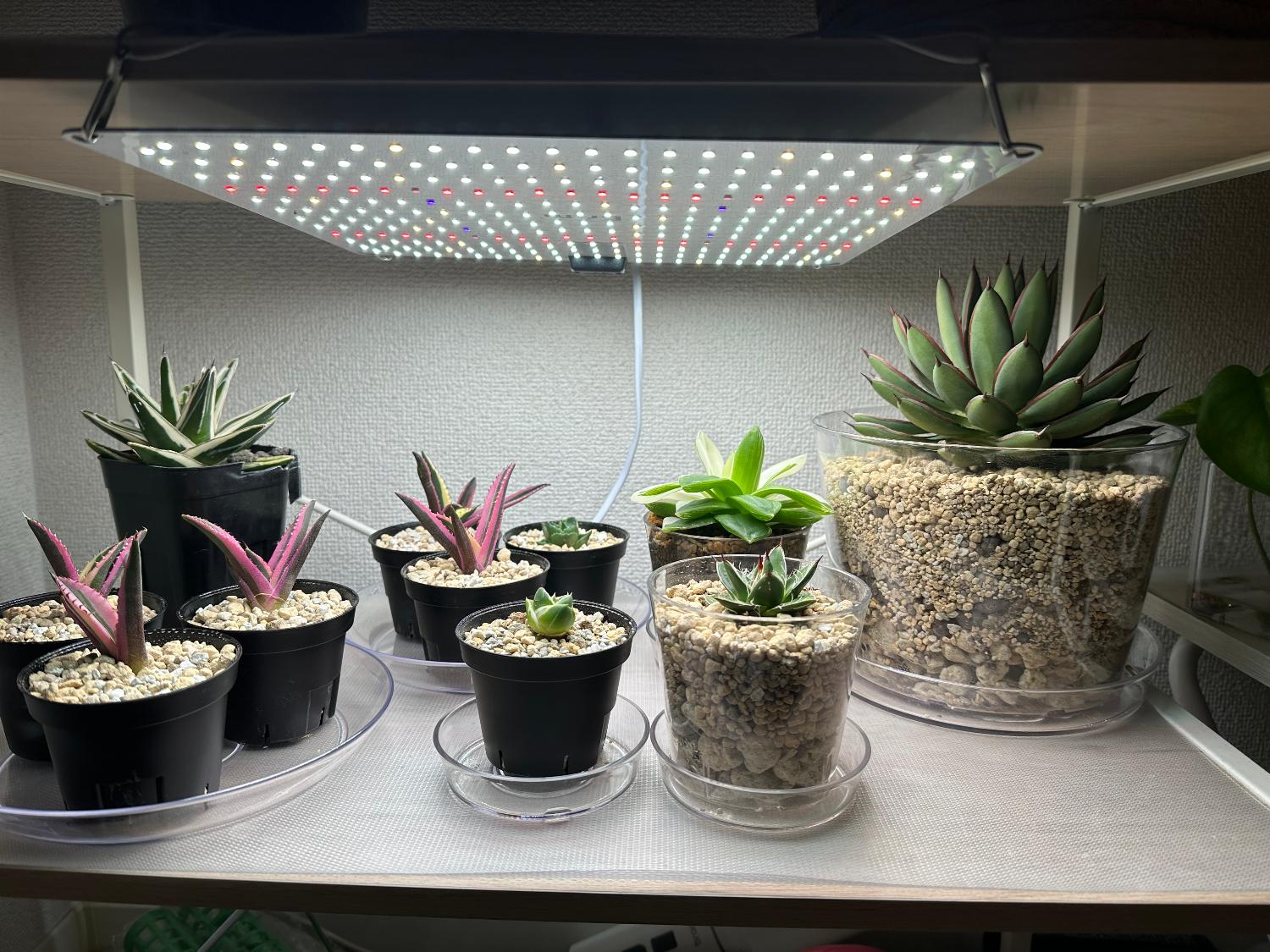 楽天市場】BRIM(ブリム) 公式 植物育成ライト PANEL A LED パネル