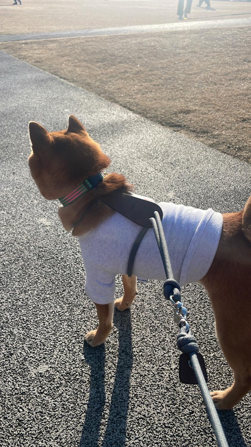 楽天市場】エッセンシャルハーネス 【HOZI】 ドッグハーネス 全犬種 犬