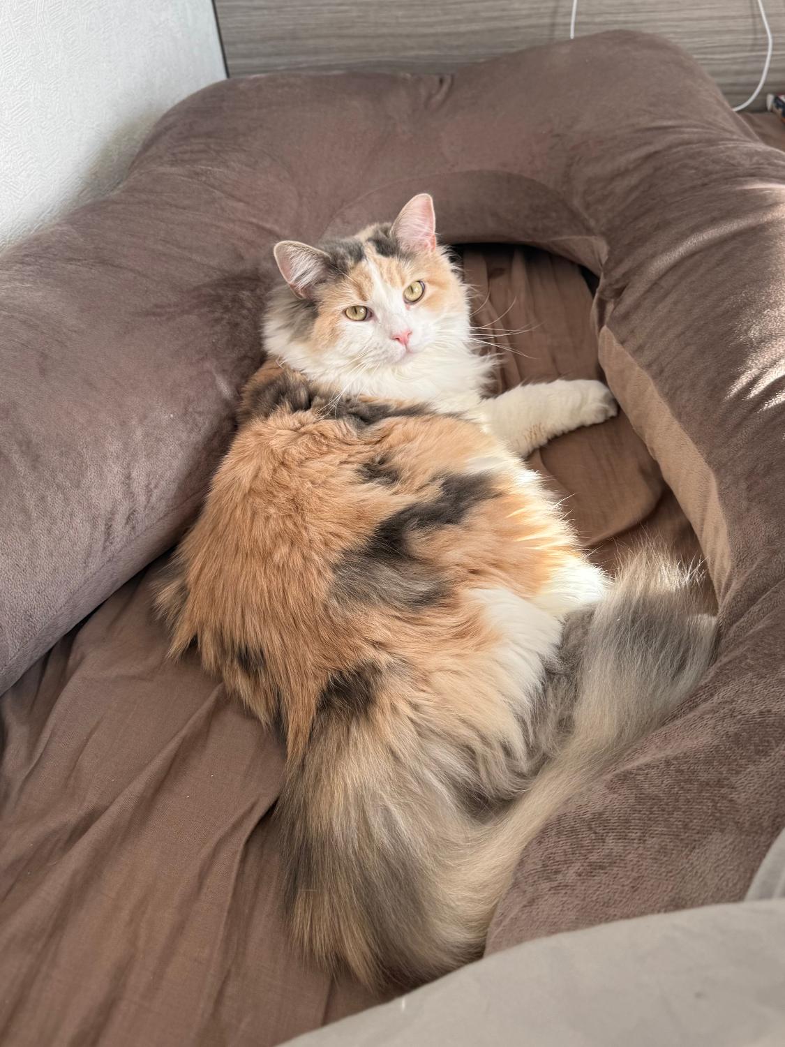 楽天市場】【日本No.1受賞】ハグモッチ 正規品【さらに改善】【医師の