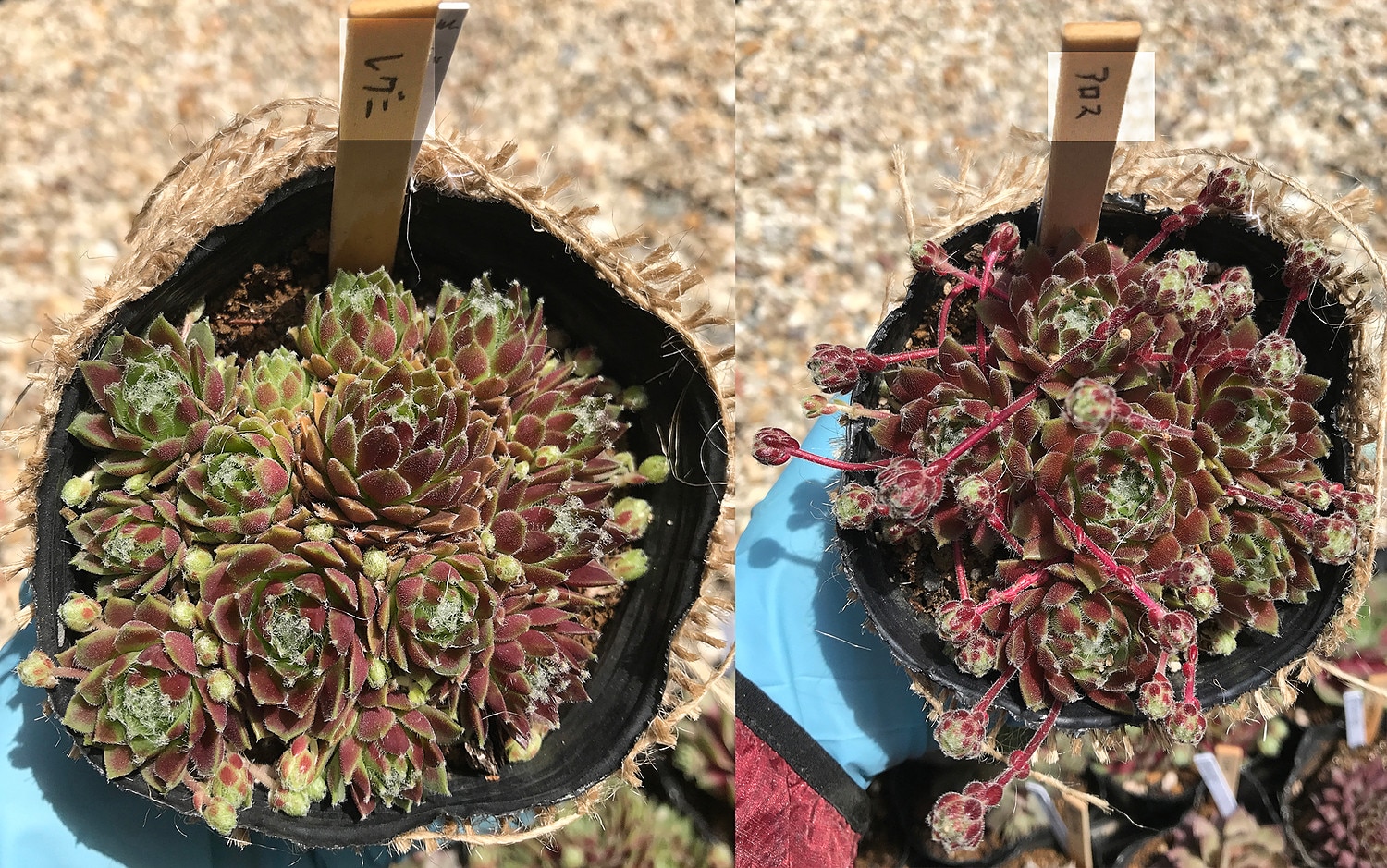 楽天市場】酒井（サカイ）センペルビウム属 多肉植物 9cmポット観葉