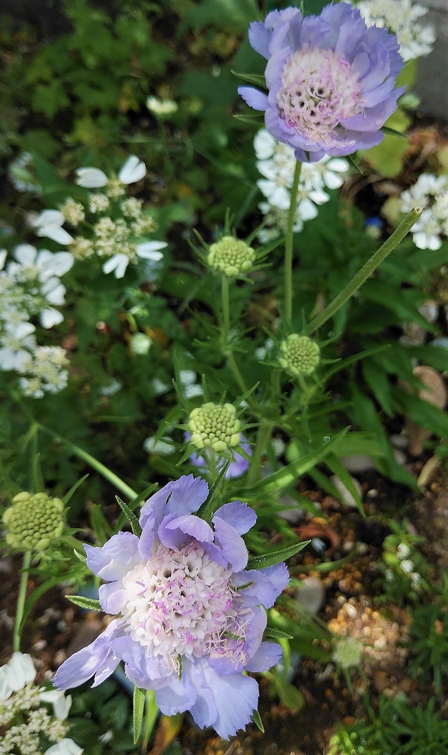 楽天市場 松虫草 スカビオサ パーフェクタ おぎはら植物園 みんなのレビュー 口コミ