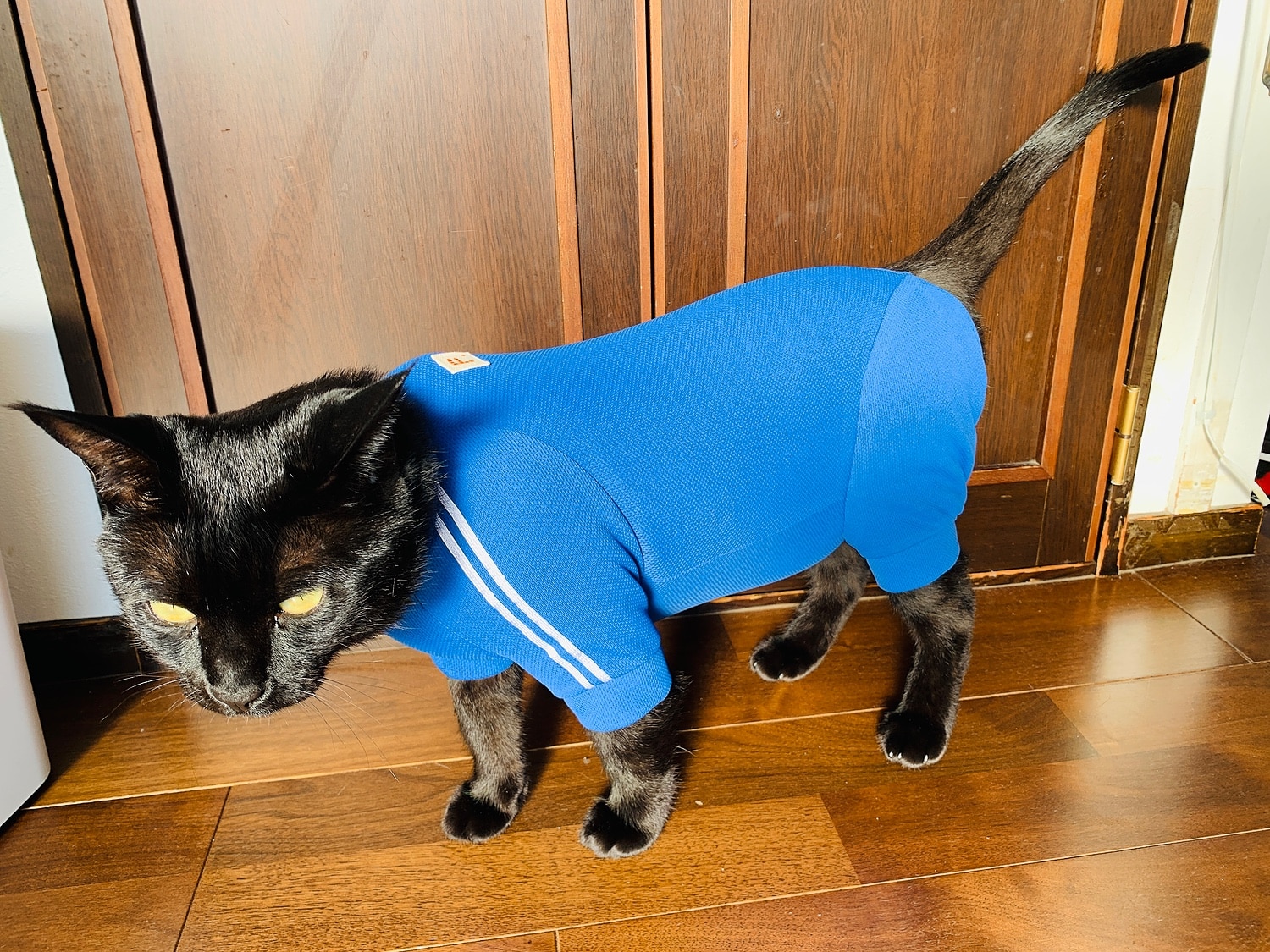 楽天市場 新色追加先行割 猫専用 猫用体操服ジャージつなぎ ネコポス値2 キャット 保護猫 ミックス 三毛猫 キジトラ 茶トラ 白黒 白猫 黒猫 サビ猫 チンチラ 皮膚保護 過剰グルーミング 猫の服 日本製 国産 犬猫の服 フルオブビガー Full Of Vigor