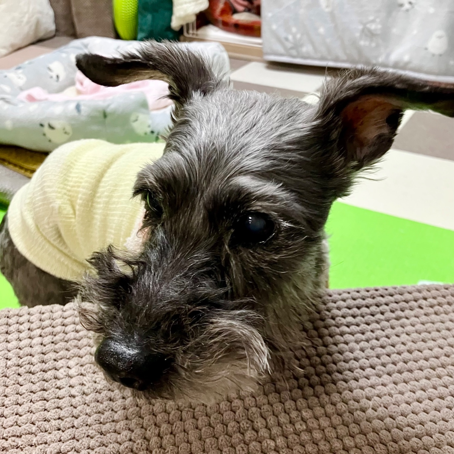 犬用皮膚の健康維持サプリ プロテクトワンの口コミ評判は スキンローションと合わせて愛犬と一緒に徹底検証 INUNAVI いぬなび