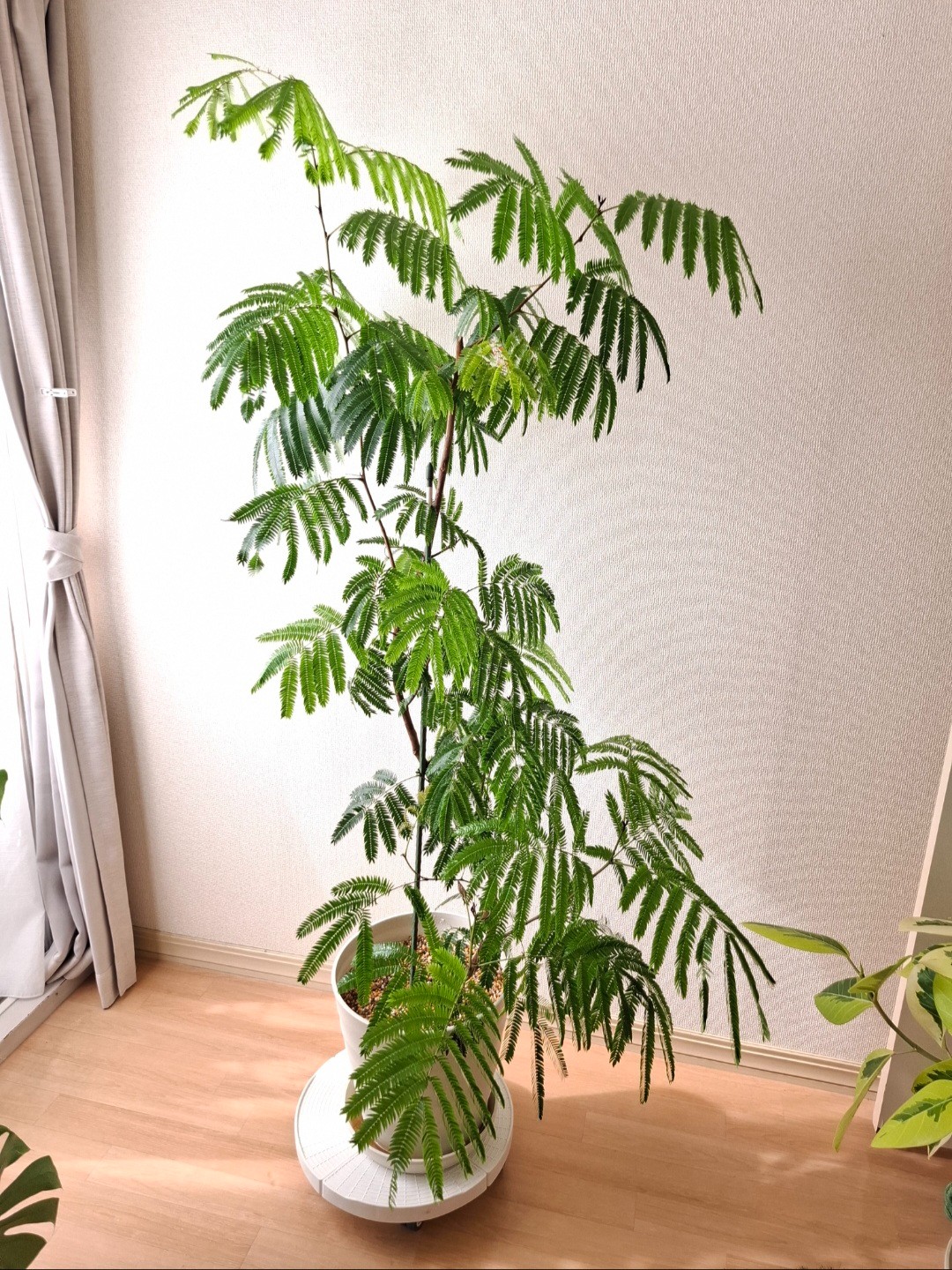 楽天市場】【ふるさと納税】観葉植物 エバーフレッシュ 8号
