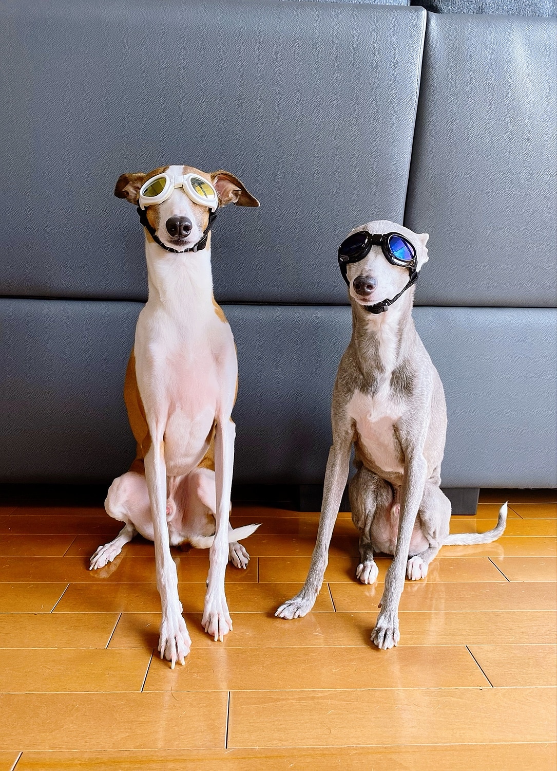 市場 犬ゴーグル 犬 ゴーグル ドッグゴーグル ペット用品 眼球 小型犬用ゴーグル 猫 ミニチュアダックスフント 目の怪我の予防に 紫外線対策 Uvカット