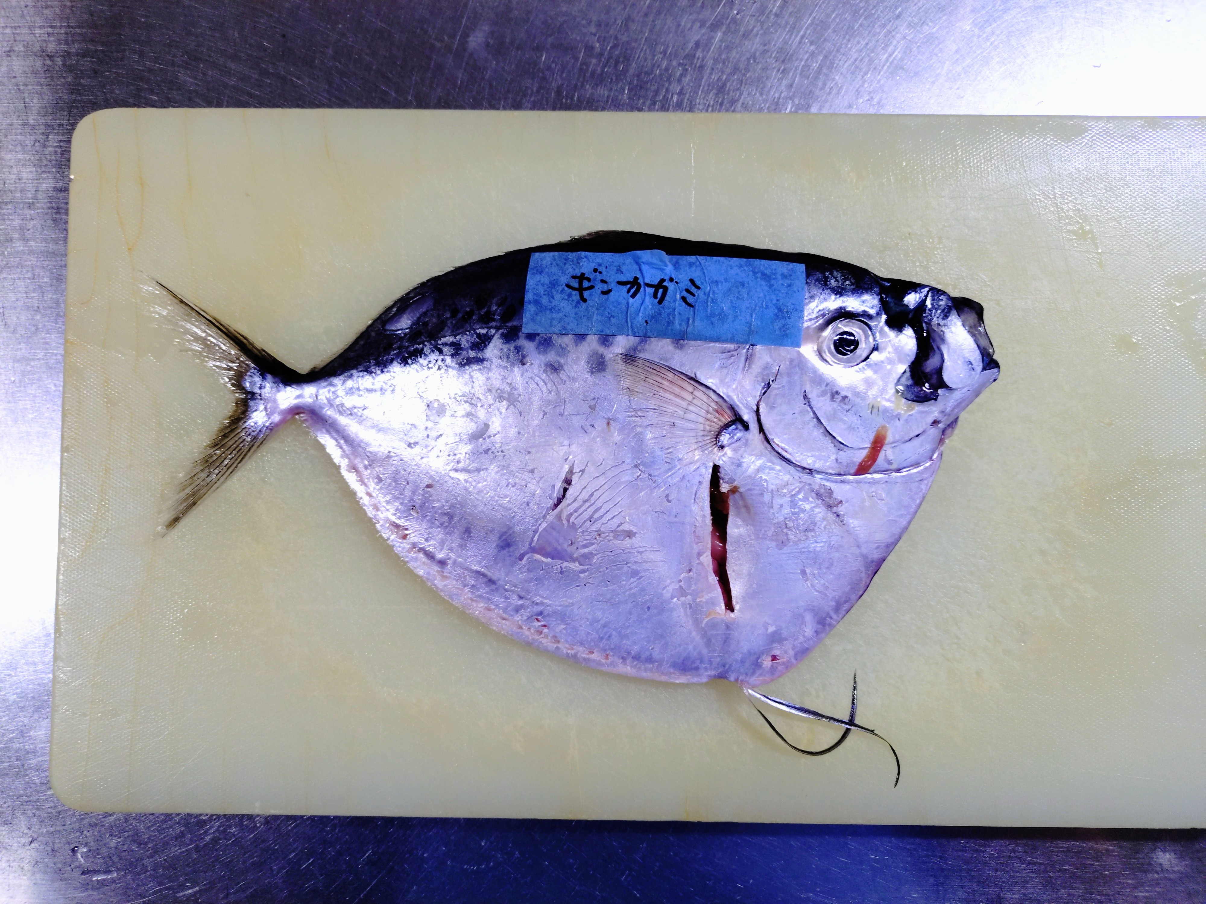 楽天市場】【ふるさと納税】＼高評価☆4.44獲得！／ 漁師厳選！ロコ