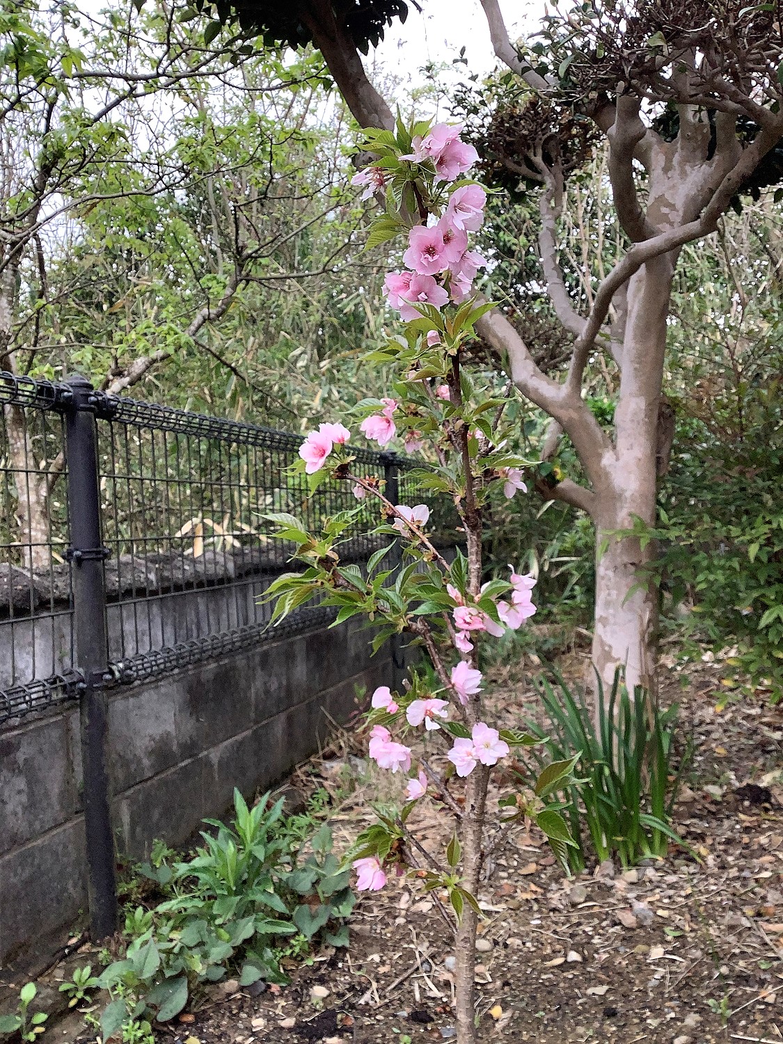 楽天市場 旭山桜苗サクラ苗普通の桜よりあまり大きくならない桜の苗 旭山桜 旭山桜 苗木 さくら庭木 鉢植えでも育てる事ができます 園芸百貨店何でも揃うこぼんさい みんなのレビュー 口コミ