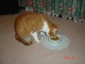 ֳŷ󥭥1̵̳źù ꥸʥ롦åȥաɡ̵̵źù ꥸʥ åȥա ie꡼(ͥDMԲ)CAT FOOD/ڥåȥա/ɥ饤 | cat visionsפξʥӥ塼ܺ٤򸫤