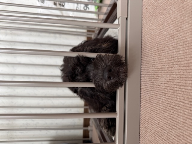 ★ポイント5倍★ 犬 ゲージ おしゃれ ｜ ペット サークル ケージ ペットサークル ペットゲージ ドッグサークル ドッ 犬用ケージ citydogレビュー シンプルモダンケージ レビュー画像13