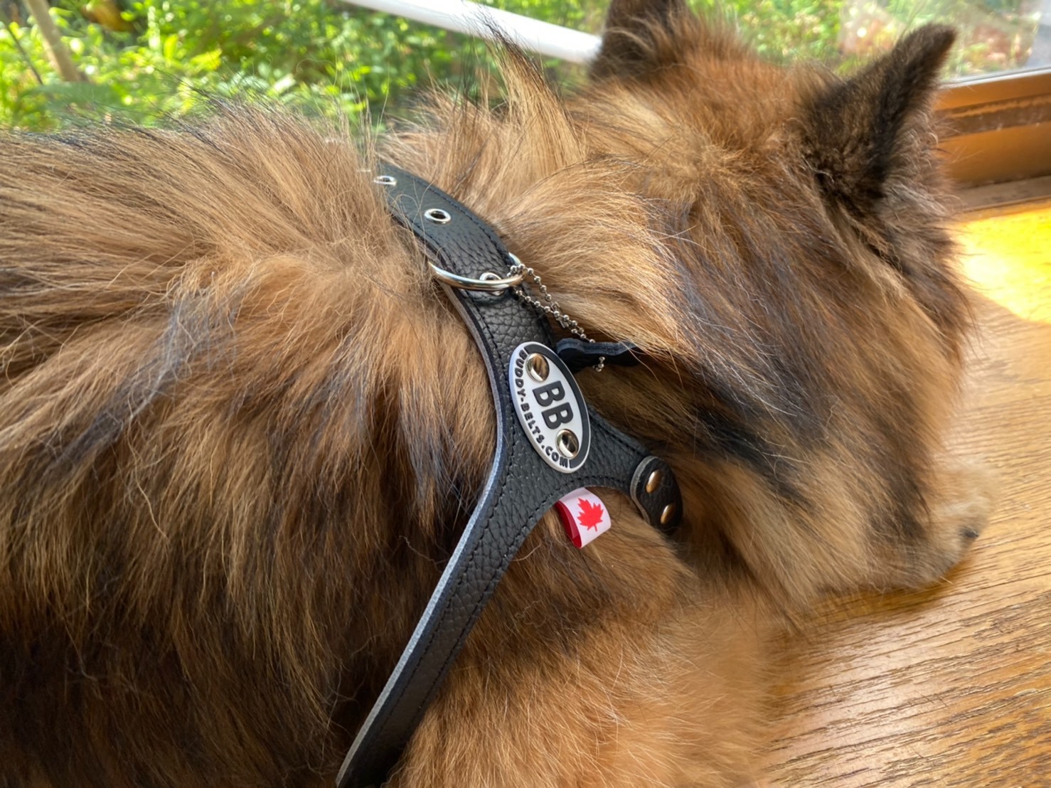 楽天市場】胴輪 ハーネス バディーベルト 7号 BUDDY BELT BUDDYBELT ペット 犬 レザー 本革 犬 犬用 ドッグ  バディーベルト正規輸入代理店 正規店(犬服，ドッグウェア DogSkip) | みんなのレビュー・口コミ