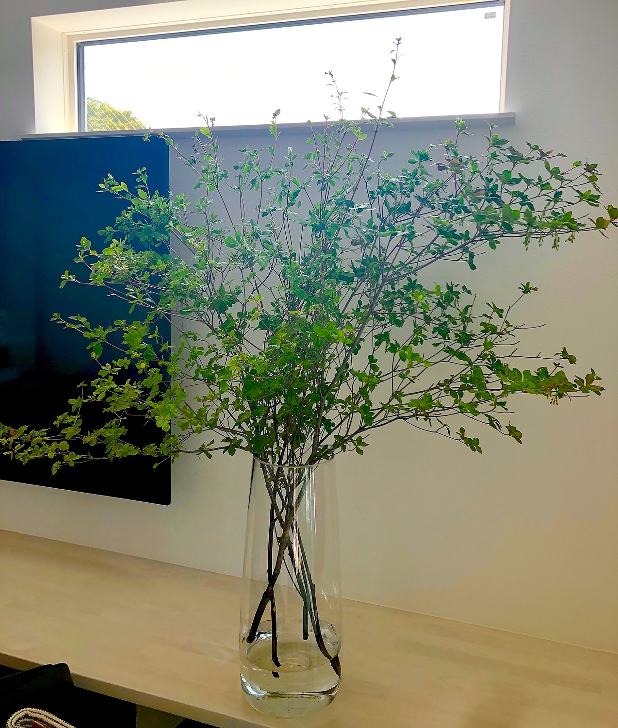 楽天市場 お届日に合わせて仕入れて新鮮なお花を発送 生花 ドウダンツツジ 枝物 1m程度 5本 お届日 7 30まで 花材通販はなどんやアソシエ みんなのレビュー 口コミ