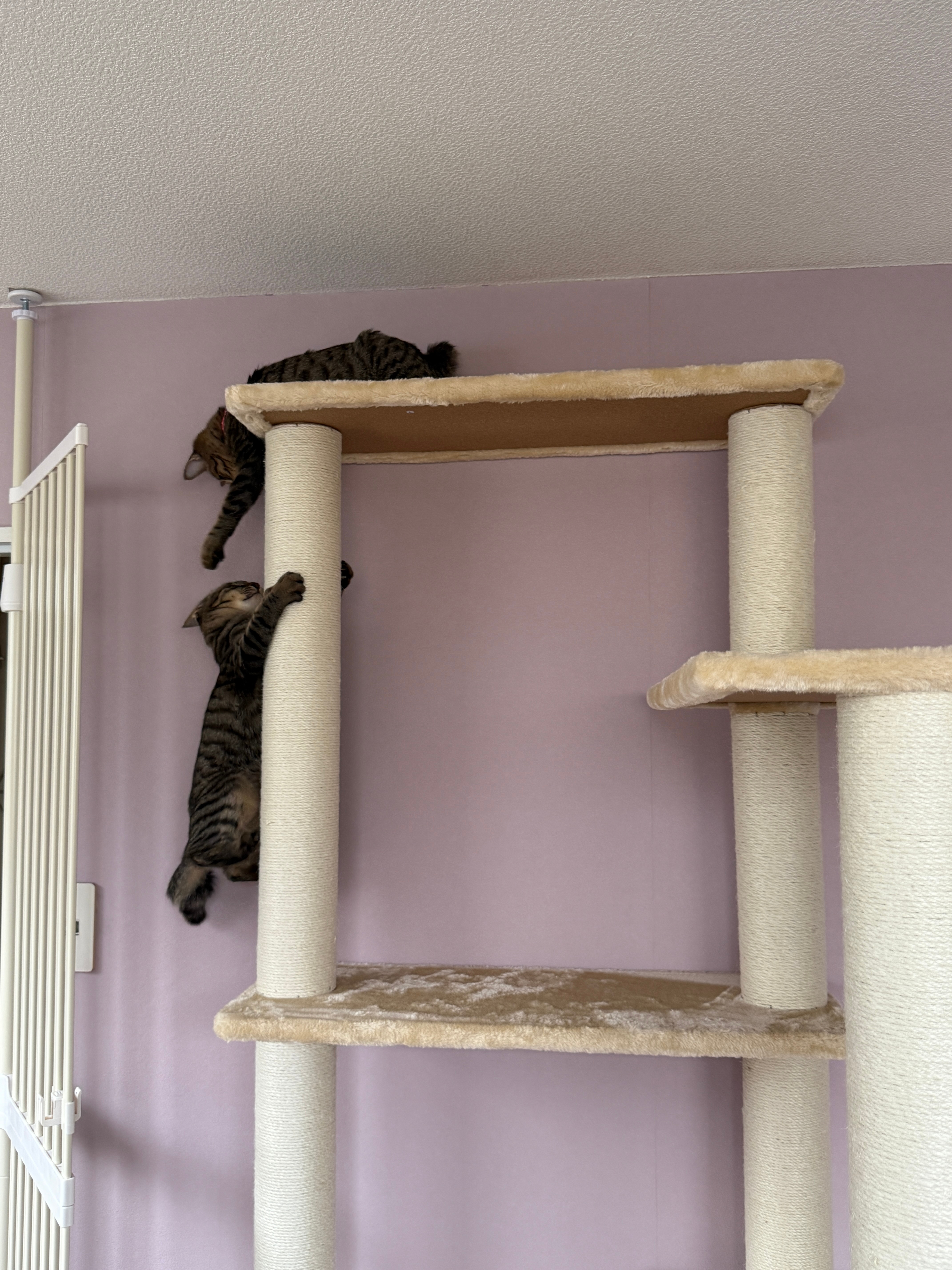 キャットツリー 猫タワー PARTHENON190 レビュー画像9