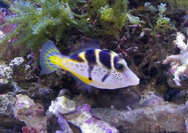 楽天市場 海水魚 ノコギリハギ 1匹 北海道航空便要保温 Charm 楽天市場店 みんなのレビュー 口コミ