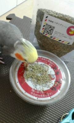 疑似餌中25本大25本土佐丹吉 疑似餌小25本中25本 土佐丹吉 大特価 楽天