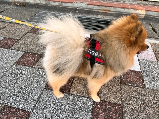 楽天市場】IDCパワーハーネス Mini Mini/Mini 胸囲40～67cm 全21色 Julius-K9 犬 ユリウスケーナイン 犬用ハーネス  小型犬 中型犬 犬用 胴輪 ハーネス [ネコポスまたはゆうパケット送料無料]【カラー：シリーズ1】(ワンダースタジオ)(未購入を含む) |  みんなのレビュー ...