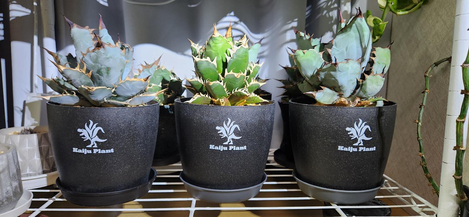 楽天市場】Kaiju Plant 怪獣ポットEco4.5 スリット鉢 4.5号 麦わら再生
