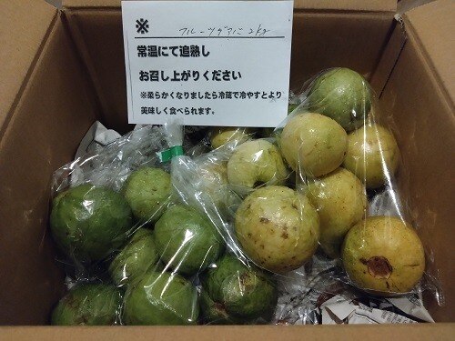 楽天市場】【送料無料】沖縄県産 グァバ 約2kg（赤・白おまかせ）南国