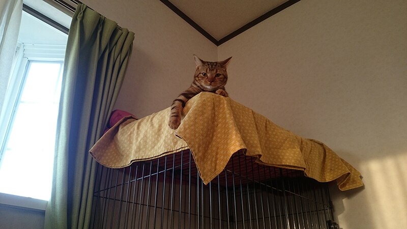 3個セット】【Duo One Cat Lacto デュオワン キャット ラクト (30包