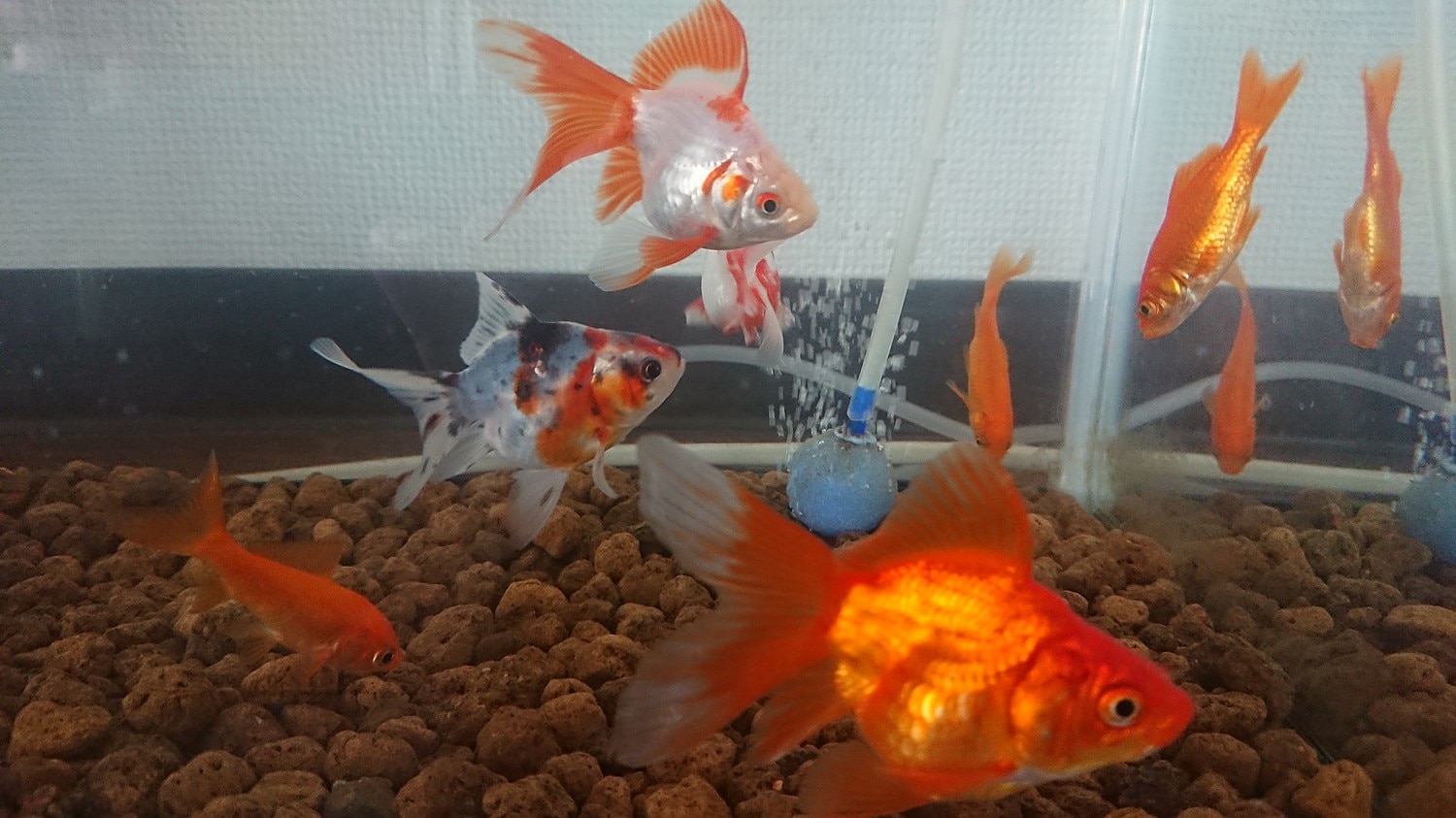 楽天市場 国産金魚 オタマ金魚ミックス 5匹 Charm 楽天市場店 未購入を含む みんなのレビュー 口コミ 楽天市場 国産金魚 オタマ金魚ミックス 5匹 Charm 楽天市場店 未購入を含む みんなのレビュー 口コミ