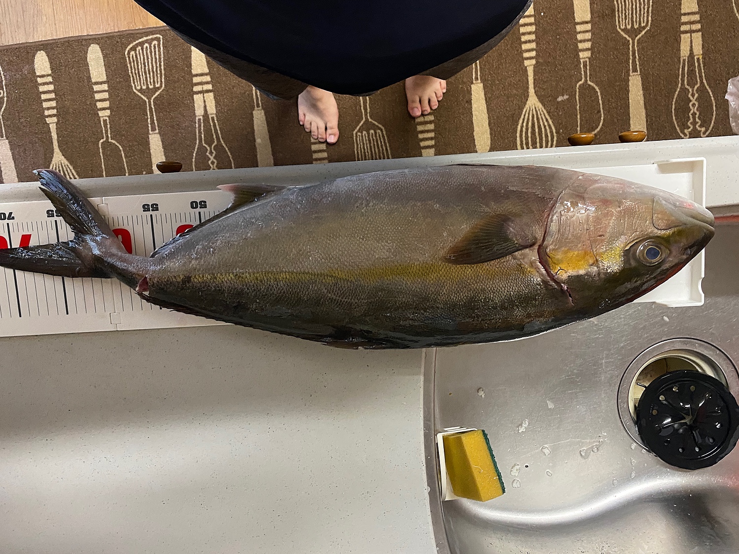 楽天市場 レビューした方にはブリカマ黒糖煮プレゼント 養殖かんぱち カンパチ 1尾約4kgから5kg 鹿児島県産 送料無料 贅沢 内臓 エラ付き 丸々1匹 産地直送 お刺身 しゃぶしゃぶ 照り焼き 忘年会 新年会 ソテー かんぱち 勘八 北海道 沖縄は1000円加算し ご請求致し 楽天市場 レビューした方にはブリカマ黒糖煮プレゼント 養殖かんぱち カンパチ 1尾約4kgから5kg 鹿児島県産 送料無料 贅沢 内臓 エラ付き 丸々1匹 産地直送 お刺身 しゃぶしゃぶ 照り焼き 忘年会 新年会 ソテー かんぱち 勘八 北海道 沖縄は1000円加算し ご請求致し