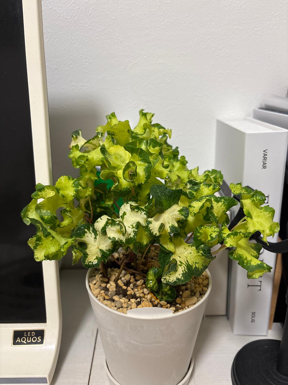 楽天市場】観葉植物 ヘデラ ヘリックス ムーンライト10.5cmポット