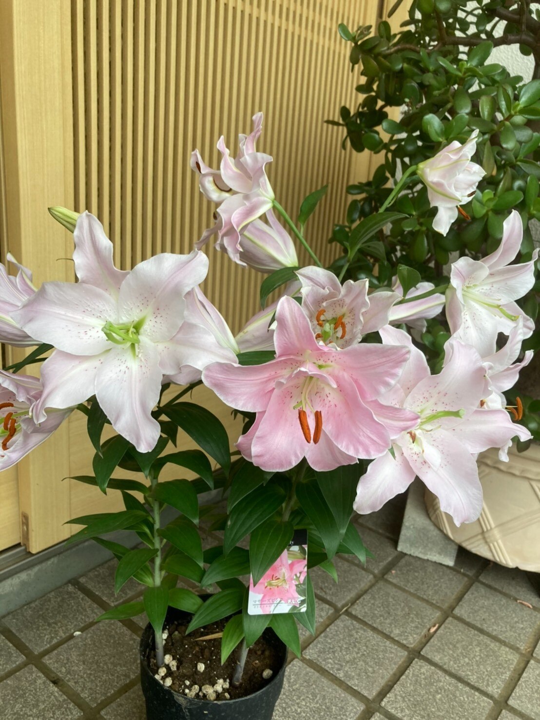 楽天市場 母の日 遅れてごめんね 母の月 ユリ ファロリト 5号鉢 ユリの花鉢 ギフト 鉢植え 来年も 花のフラワー ランキング上位 送料無料 球根 ピンク 花とお酒とギフト銀座東京フラワー みんなのレビュー 口コミ