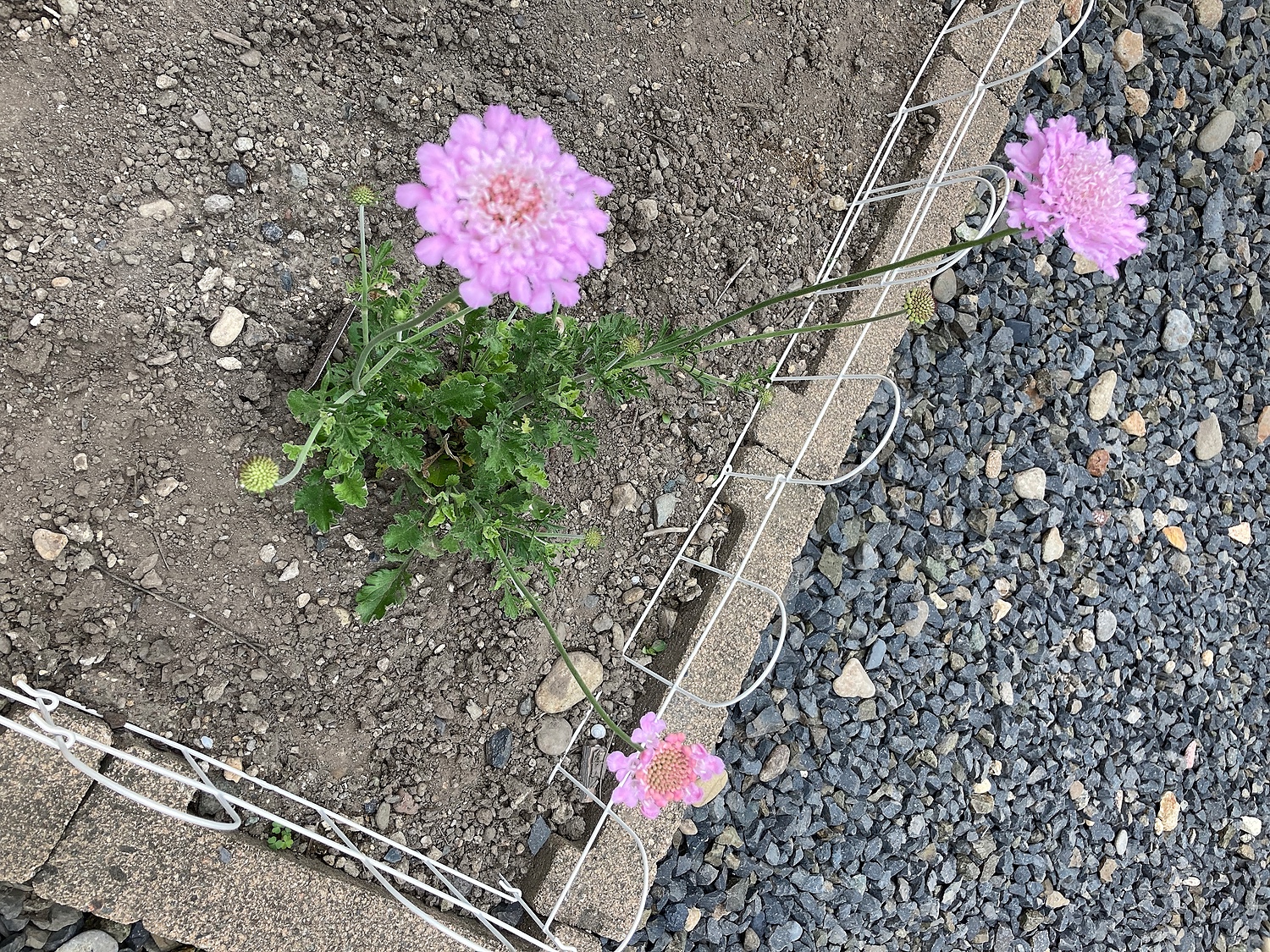 楽天市場 松虫草 スカビオサ ピンクレース おぎはら植物園 未購入を含む みんなのレビュー 口コミ