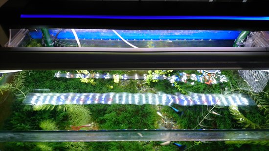 楽天市場 アウトレット品 ニッソー Led ライナー600 ブラック 60cm水槽用照明 ライト 熱帯魚 水草 アクアリウムライト 訳あり 関東当日便 Charm 楽天市場店 未購入を含む みんなのレビュー 口コミ