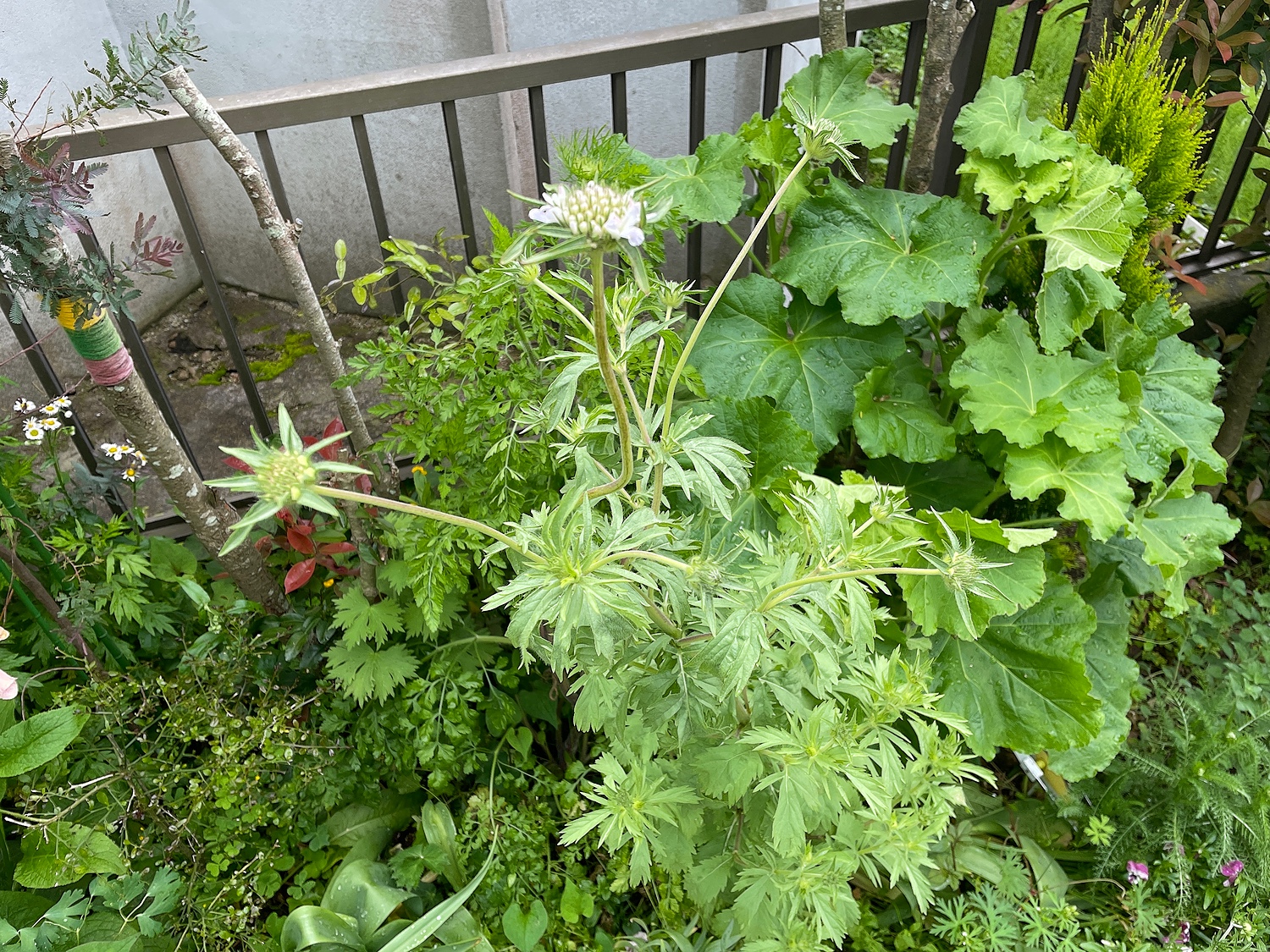 楽天市場 松虫草 スカビオサ ドラムスティック おぎはら植物園 みんなのレビュー 口コミ