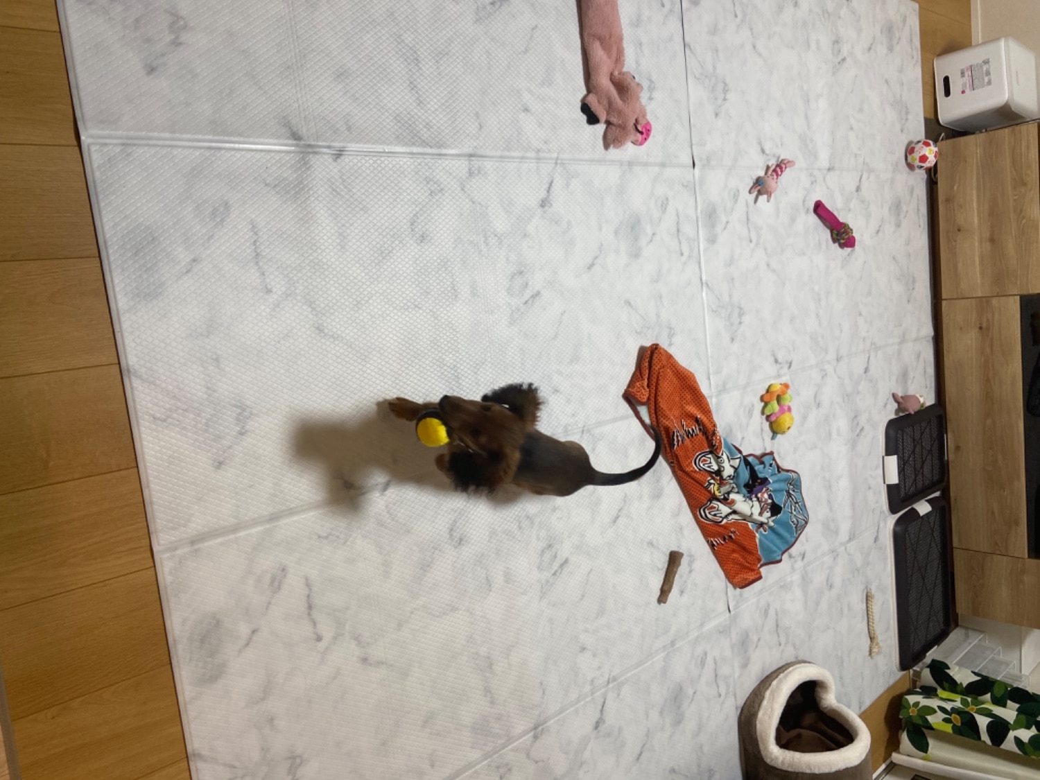 足腰を守る dfang ペット用マット 140×180cm dfangマット ペット用マット 犬用マット レビュー画像10