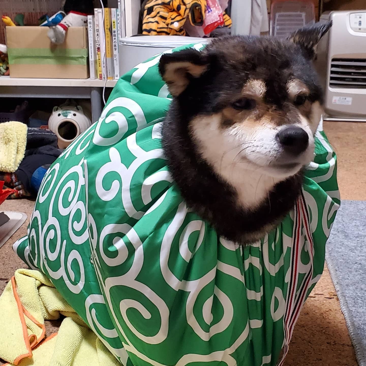 楽天市場 Mサイズ 唐草模様 ドライハンバン ペット用ドライジャケット ペット用 ドライヤー 乾燥 犬 猫 ペット用品 ペットグッズ お手入れ シャンプー お風呂 時短 楽々 緑 えんじ 輸入雑貨のたままつ楽天市場店 みんなのレビュー 口コミ