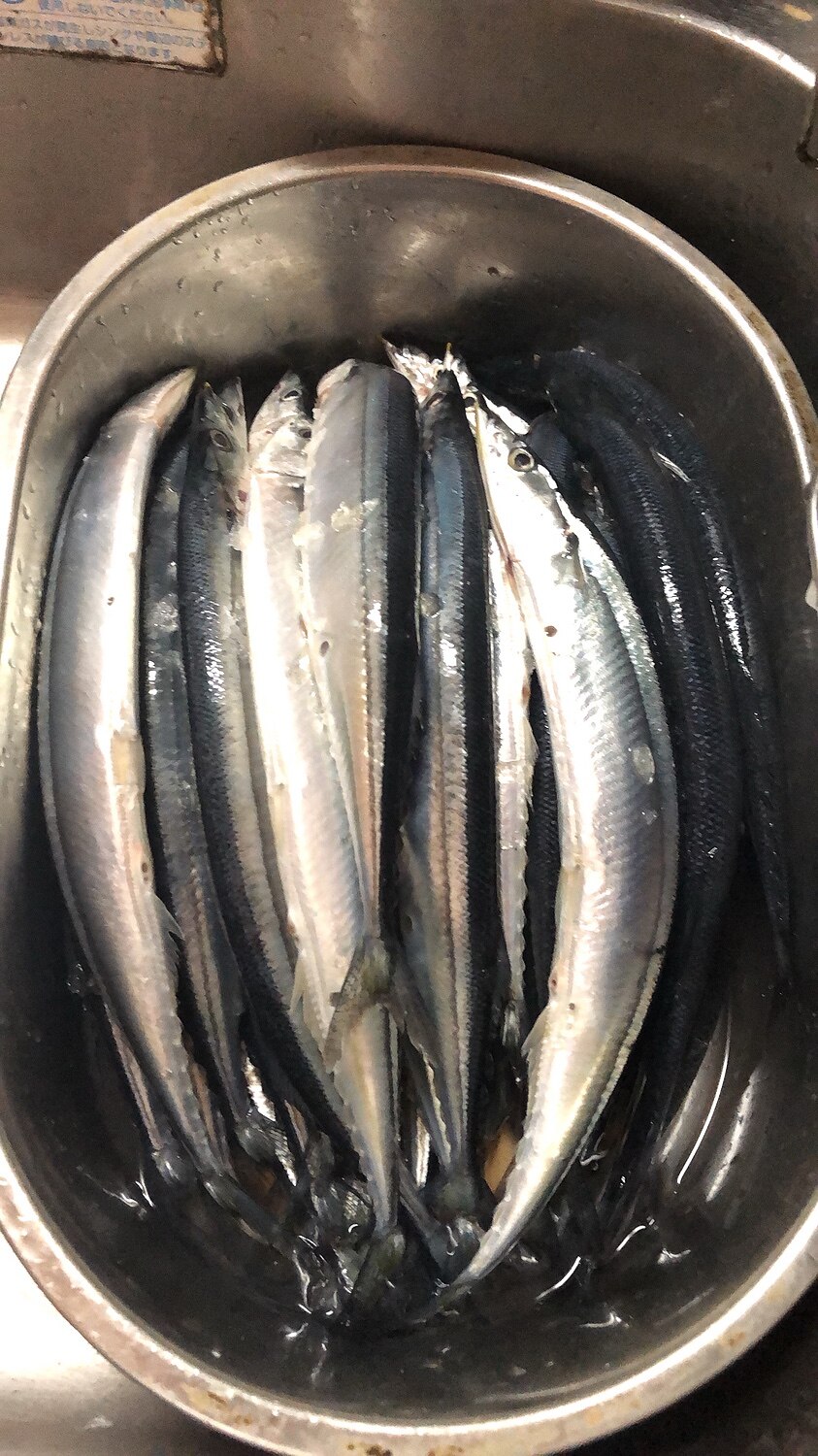 楽天市場 送料無料 サンマ 根室産 釧路産 大 浜呼び名 日帰りトロさんま 4kg 30尾前後 空輸 北海道産 獲れたてを 翌日 お届け 秋刀魚 は鮮度が命 氷の量も一目瞭然 北海道ブランド 生サンマ 生さんま 指定日不可 どさんこファクトリー北海道