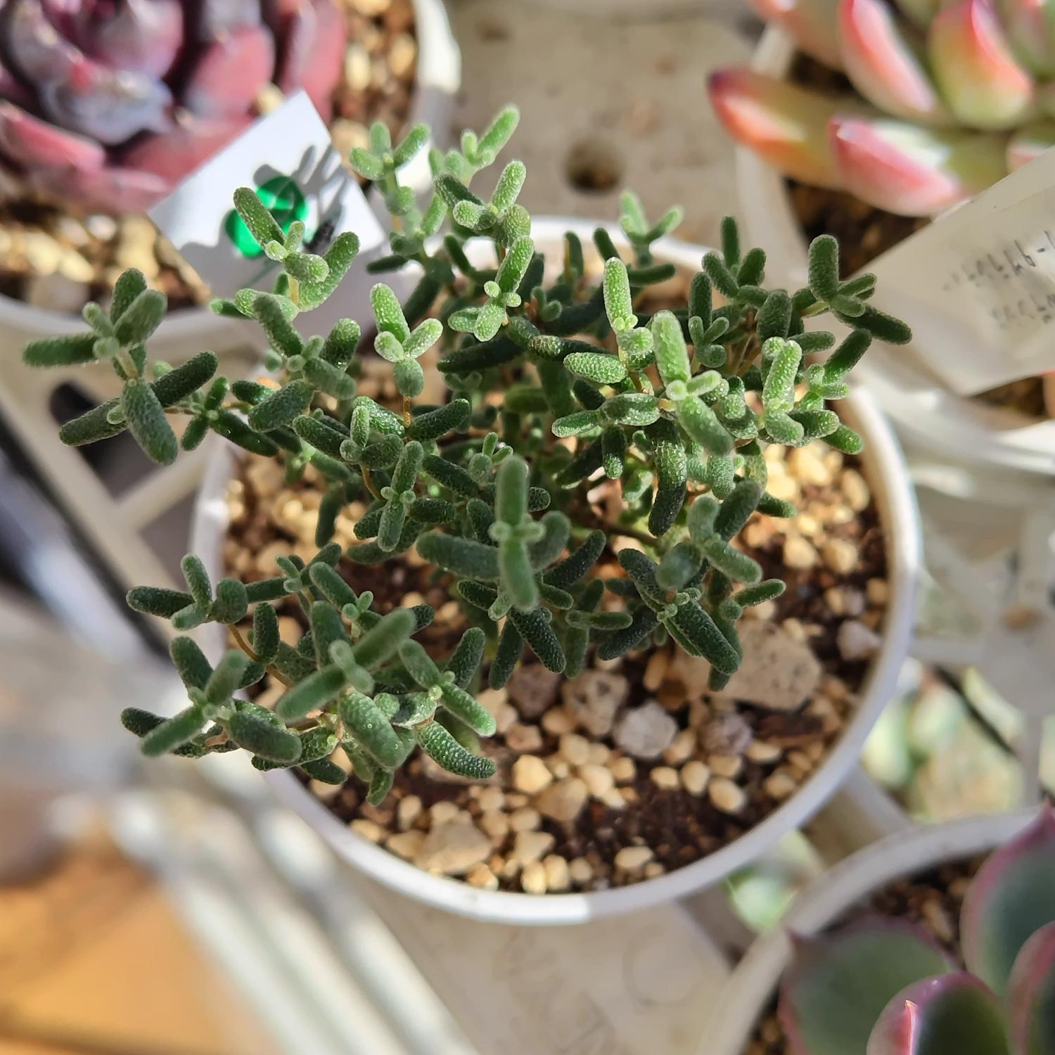楽天市場】多肉植物 hmドロサンテマム グロボーサム 蜜橘 ミカン