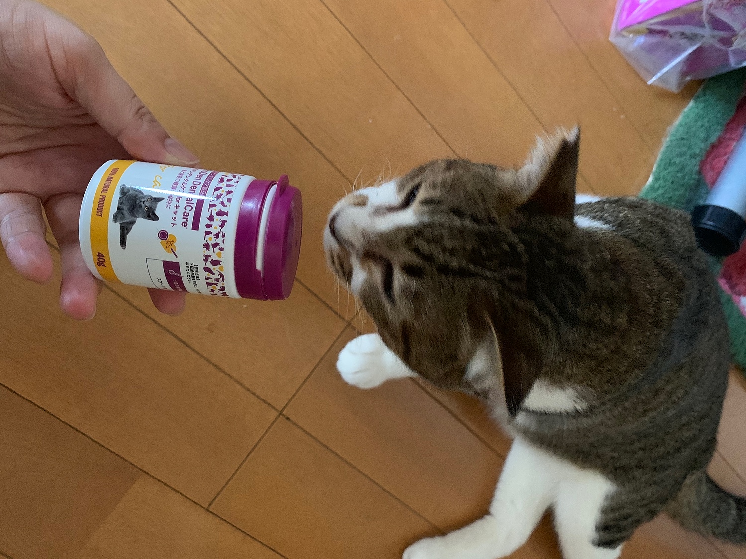 楽天市場】【猫用】『プロデンデンタルケア for キャット 40g×1個』【for Cat】【ProDen DentalCare for Cat 】【口腔】【日本全薬工業】(プロデン デンタルケア)【あす楽】 (C13)(ペット犬猫療法食動物病院) | みんなのレビュー・口コミ