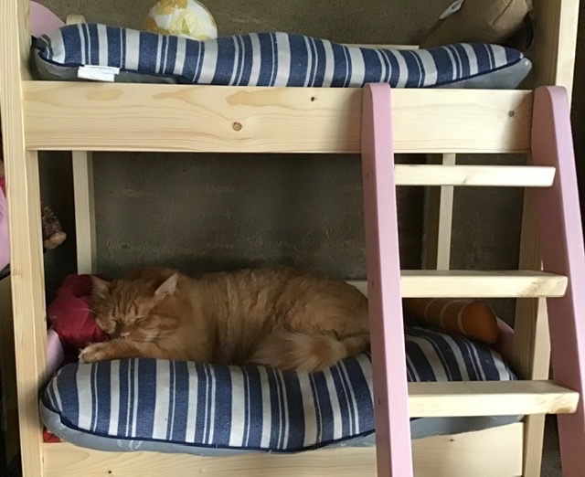 【楽天市場】猫用2段ベッド ネコベッド フレームのみ パイン材 カントリー調 無垢 天然木 猫用品 ペッドベッド 木製 2段ベッド 2段ベッド